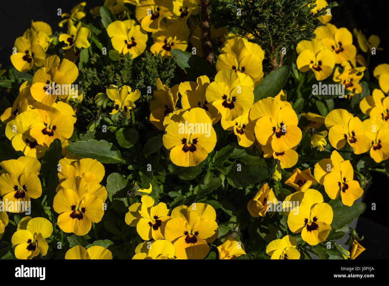 Horned Violet, Yellow Viola planted in a pot Stock Photo