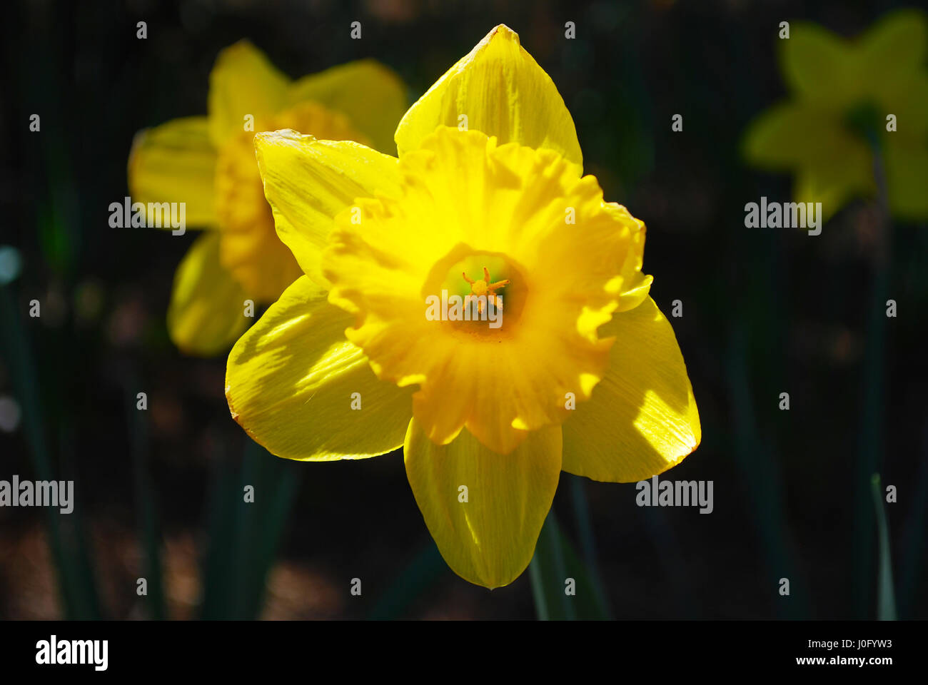 An Imperfect Daffodil in Bloom Stock Photo