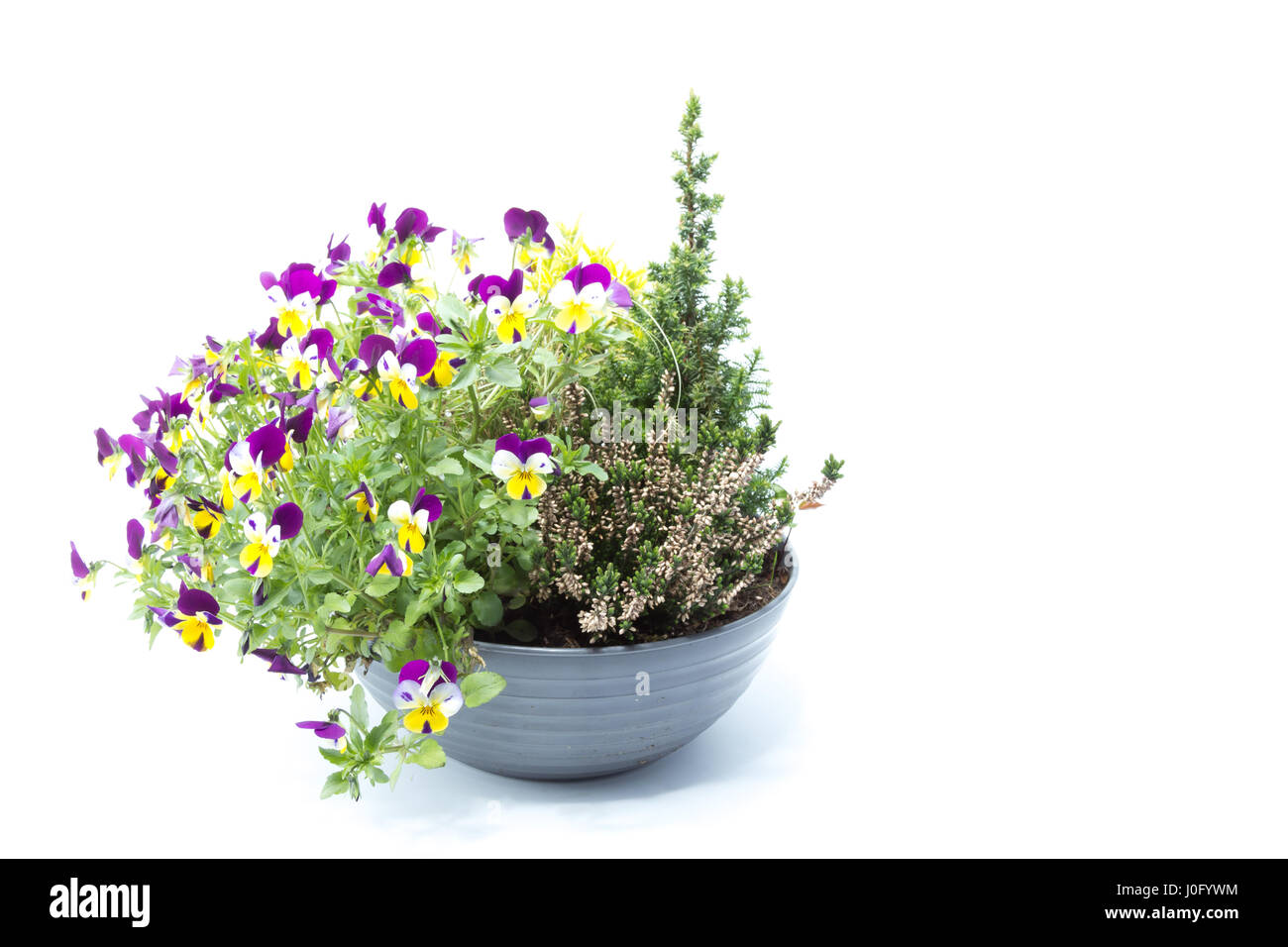 Small pine tree with tricolor pansy flower plant of spring time isolated in white background - violet, yellow and white Stock Photo