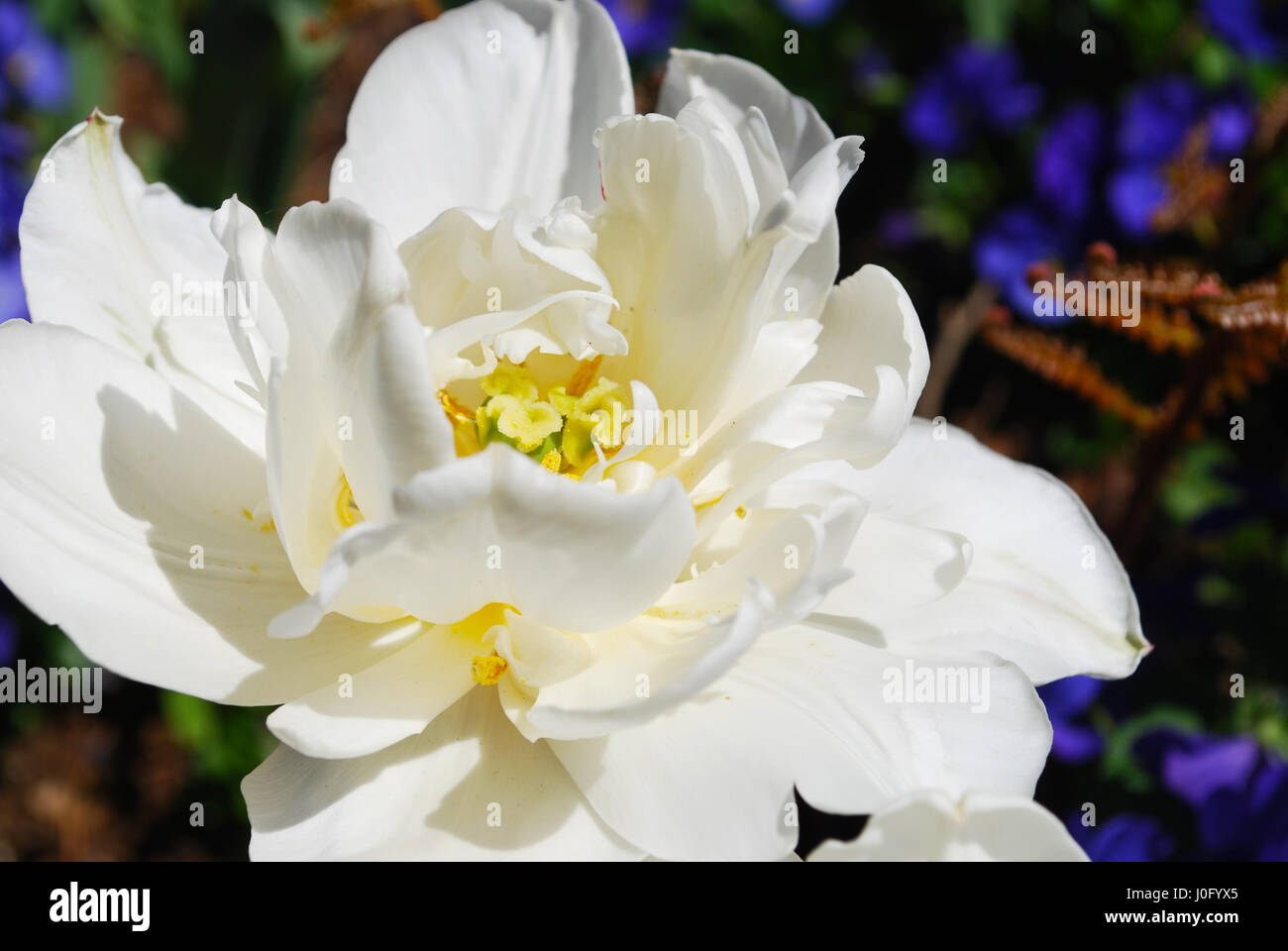 A White Double Blooming Tulip Stock Photo