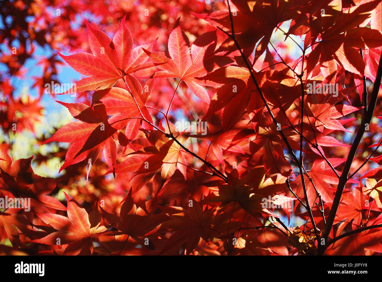 Beautiful japanese momiji maple leaves hi-res stock photography and ...