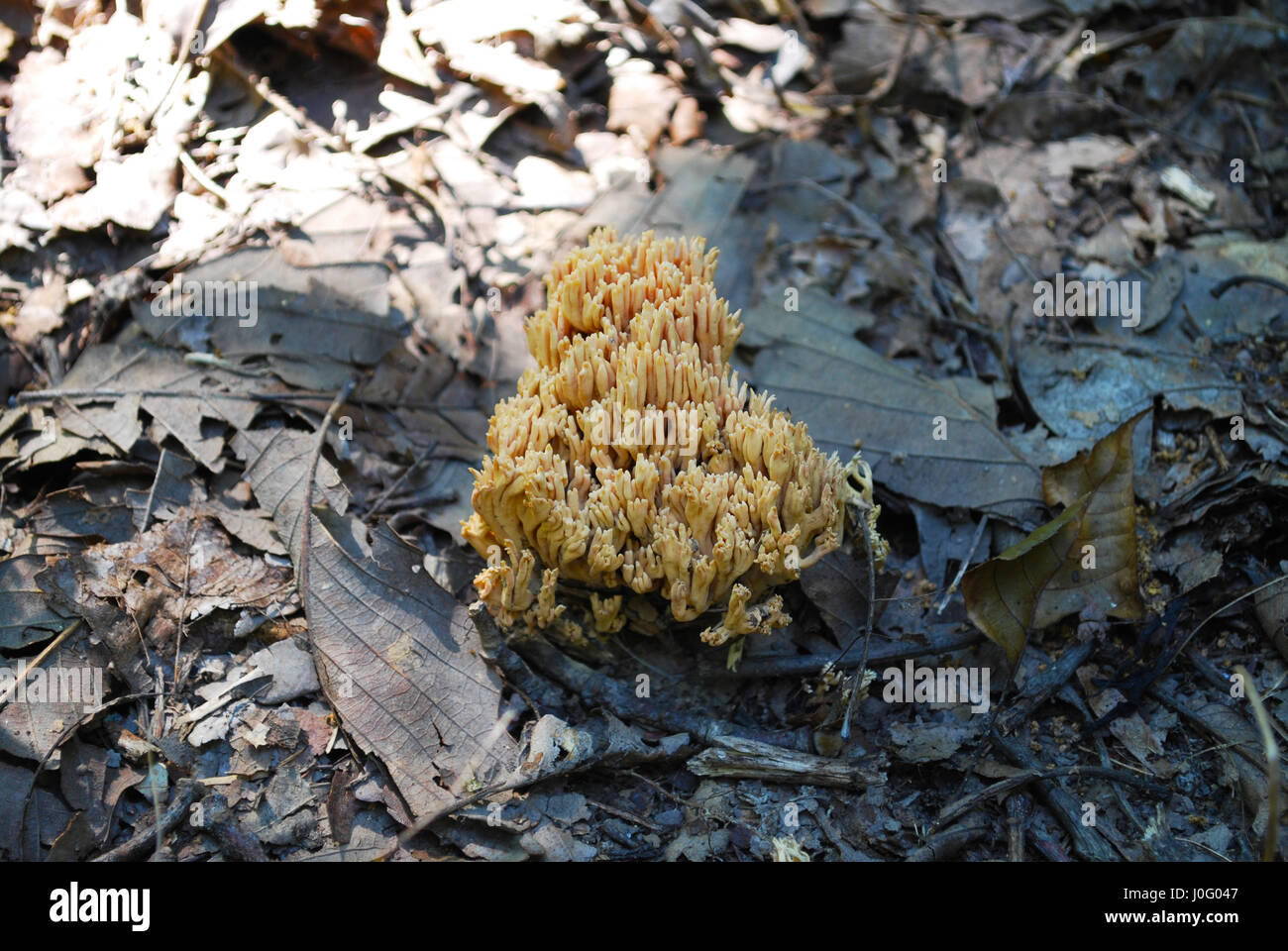 Yellow Coral Mushroom Stock Photo Alamy