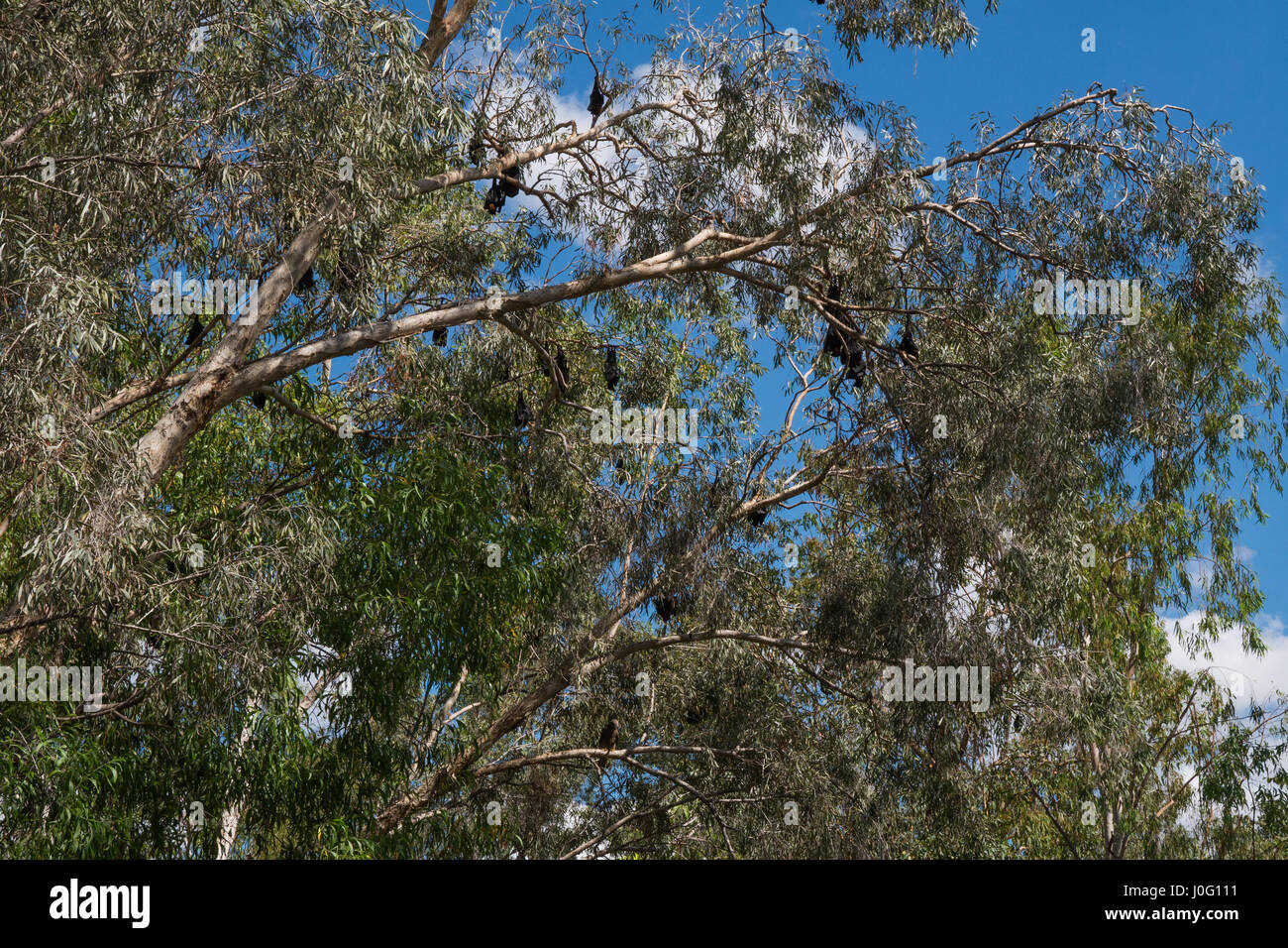 Katherine Gorge Northern Territory bats in tree Stock Photo