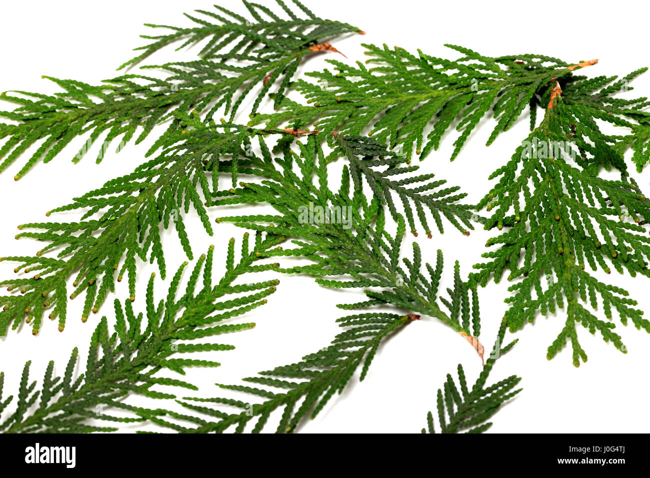 Green twigs of thuja isolated on white background Stock Photo