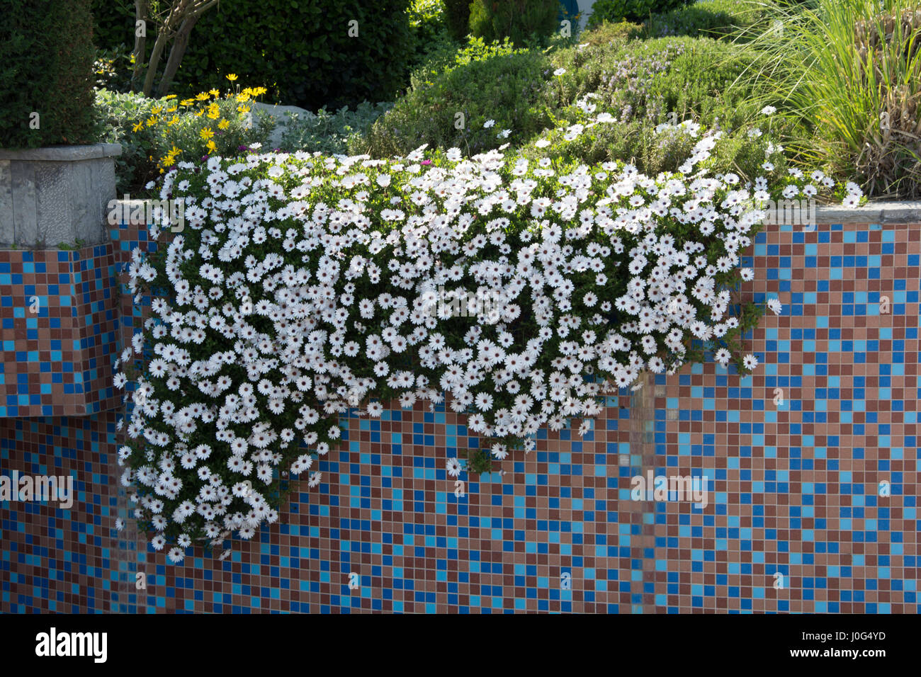 Daisies spread everywhere. First spring flower. daisy. Legend of spring