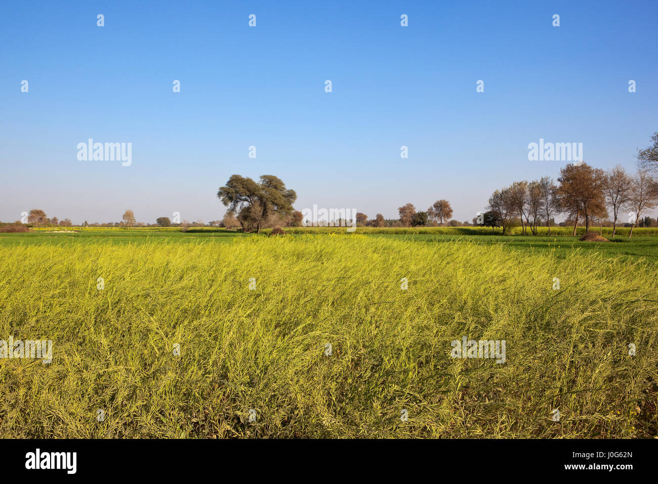 a ripening mustard crop with acacia trees in rajasthan india under a