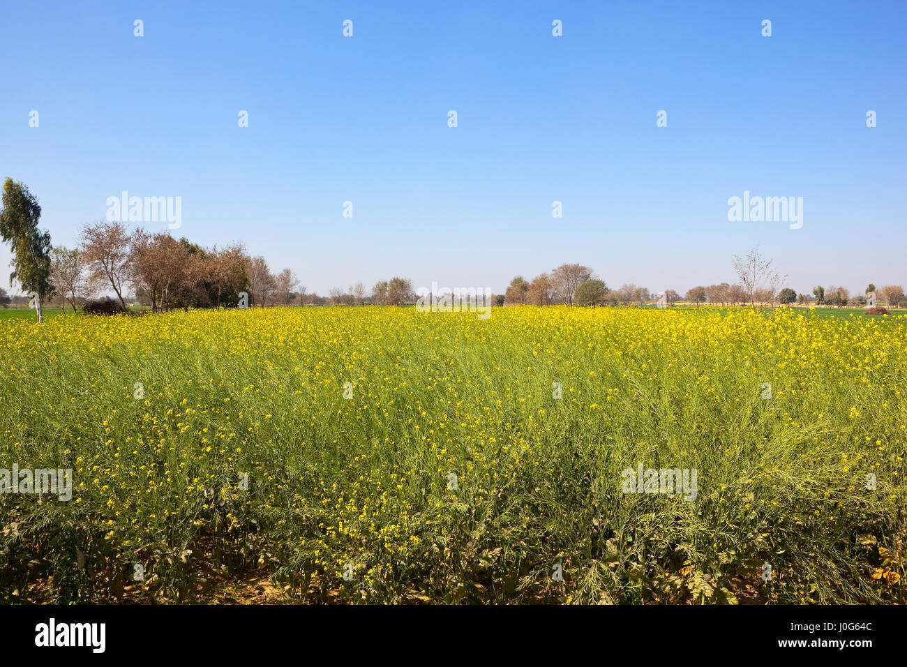 a ripening mustard crop surrounded by trees in rajasthan india under a