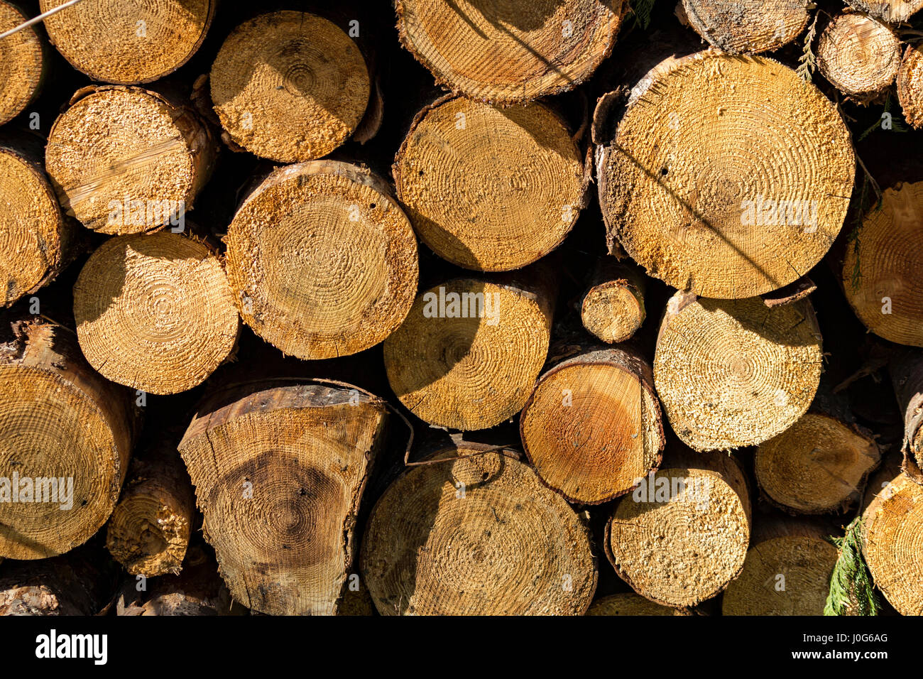 Larch logs at Firestone Copse, Isle of Wight Stock Photo