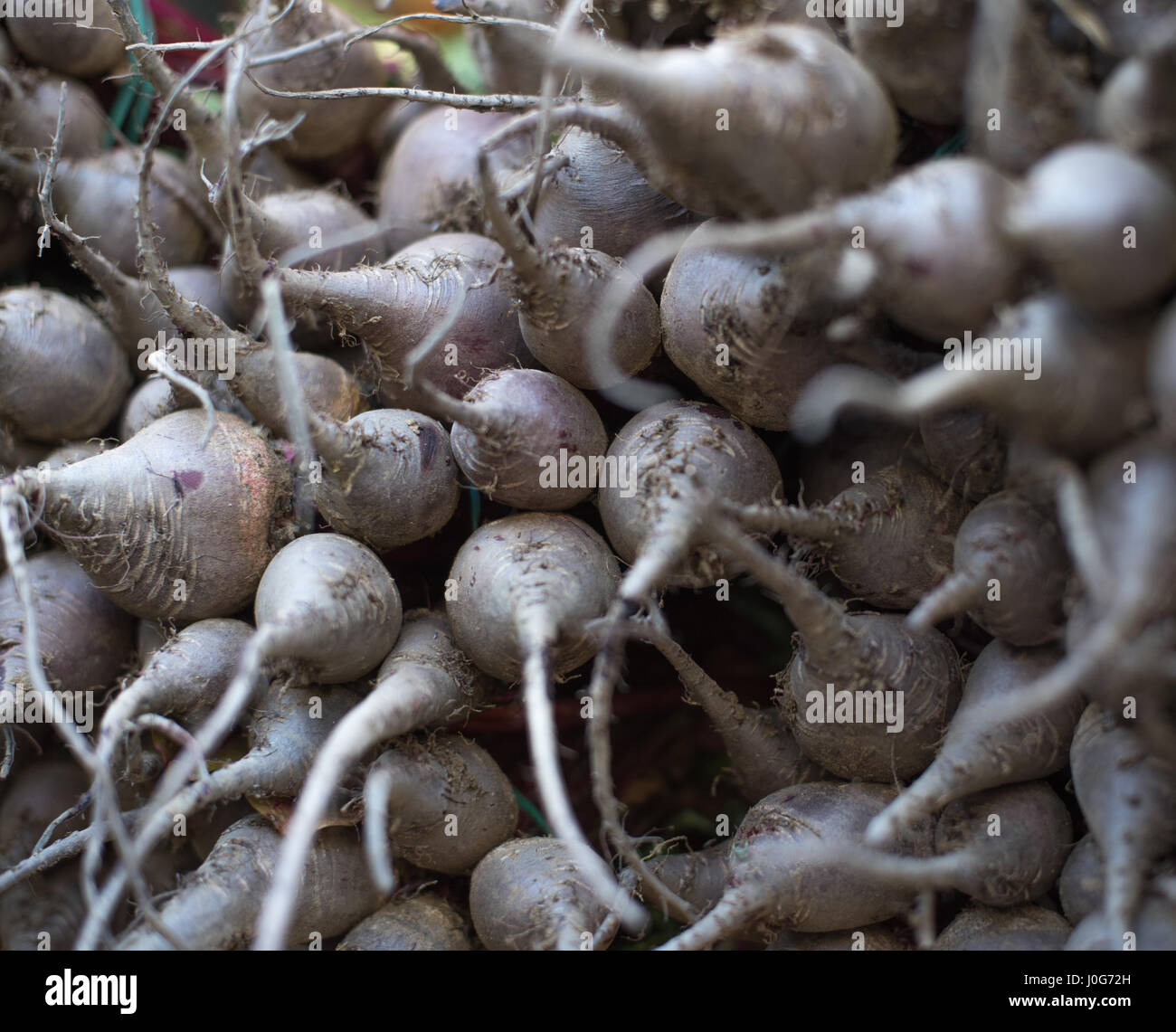 Black turnip bunch roots detail on market shelf, selective focus Stock Photo