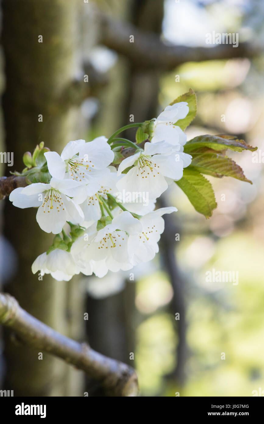 Prunus avium 'Starkrimson'. Sweet Cherry tree blossom in spring. UK Stock Photo