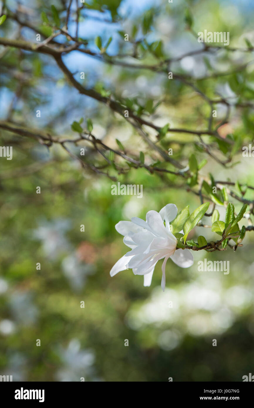 Magnolia kobus var. stellata 'Two Stones'. Star Magnolia 'Two Stock ...