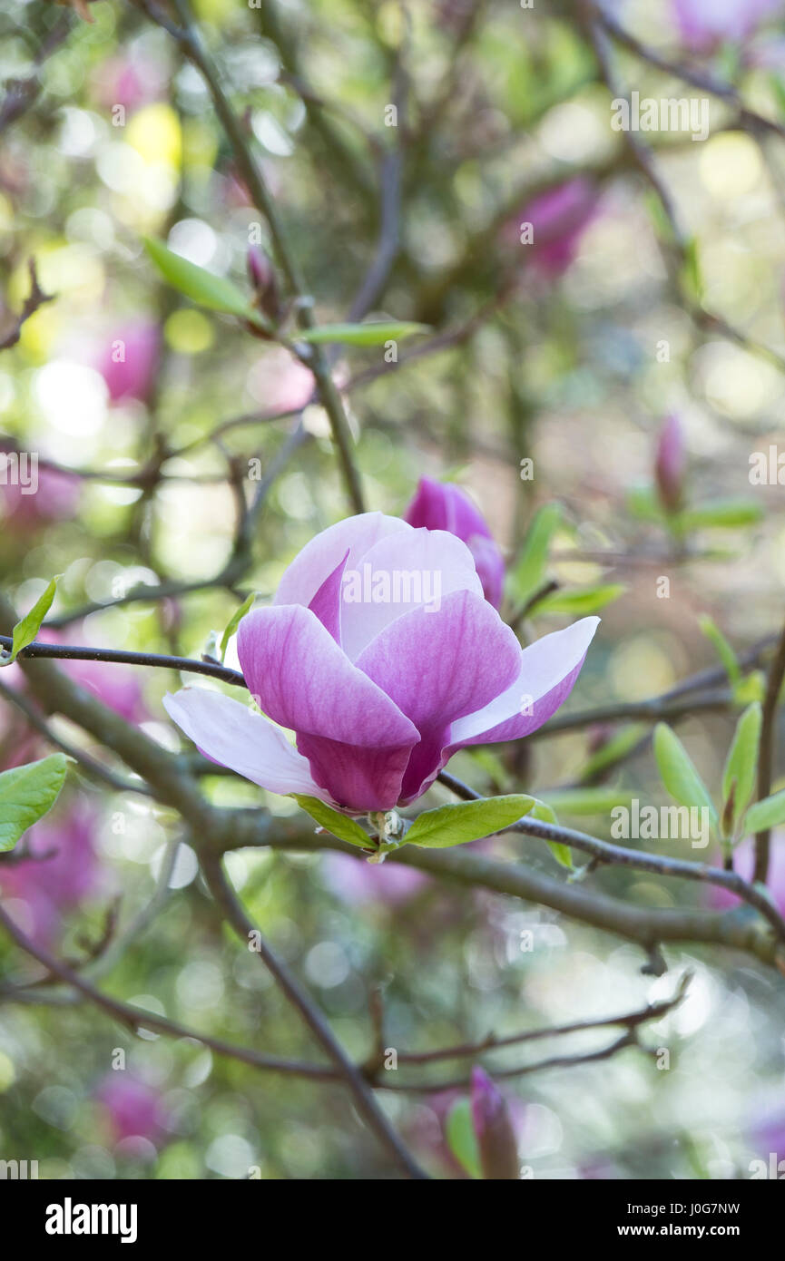 Magnolia × soulangeana. Saucer magnolia. Chinese magnolia flower in