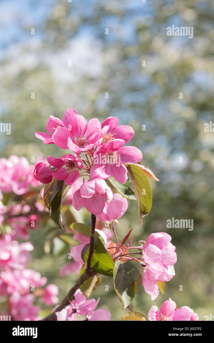 Chilko flowering crab apple hires stock photography and images Alamy