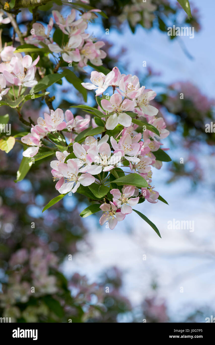 Kaido crabapple malus x hires stock photography and images Alamy