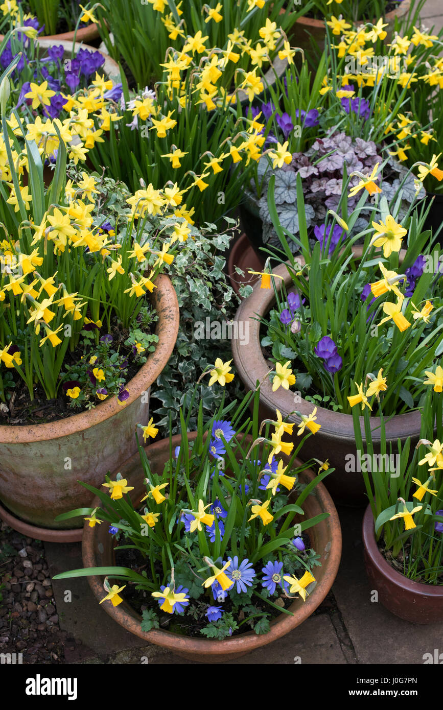 Narcissus. Pots of early spring daffodils and crocuses. UK Stock Photo