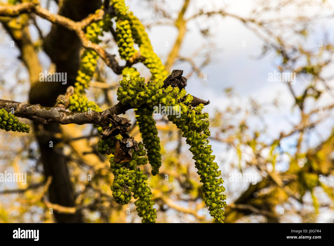 A walnut tree blossom in a California San Joaquin Valley walnut orchard Stock Photo