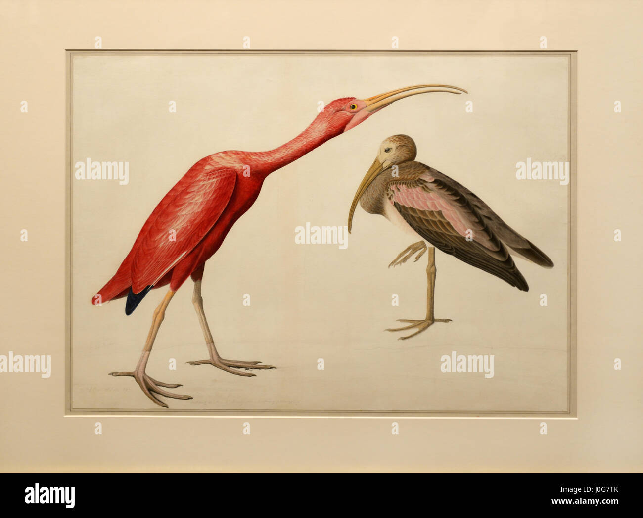 John James Audubon bird painting - Scarlet Ibis, Study for Havell, preparatory for Birds of America. Stock Photo
