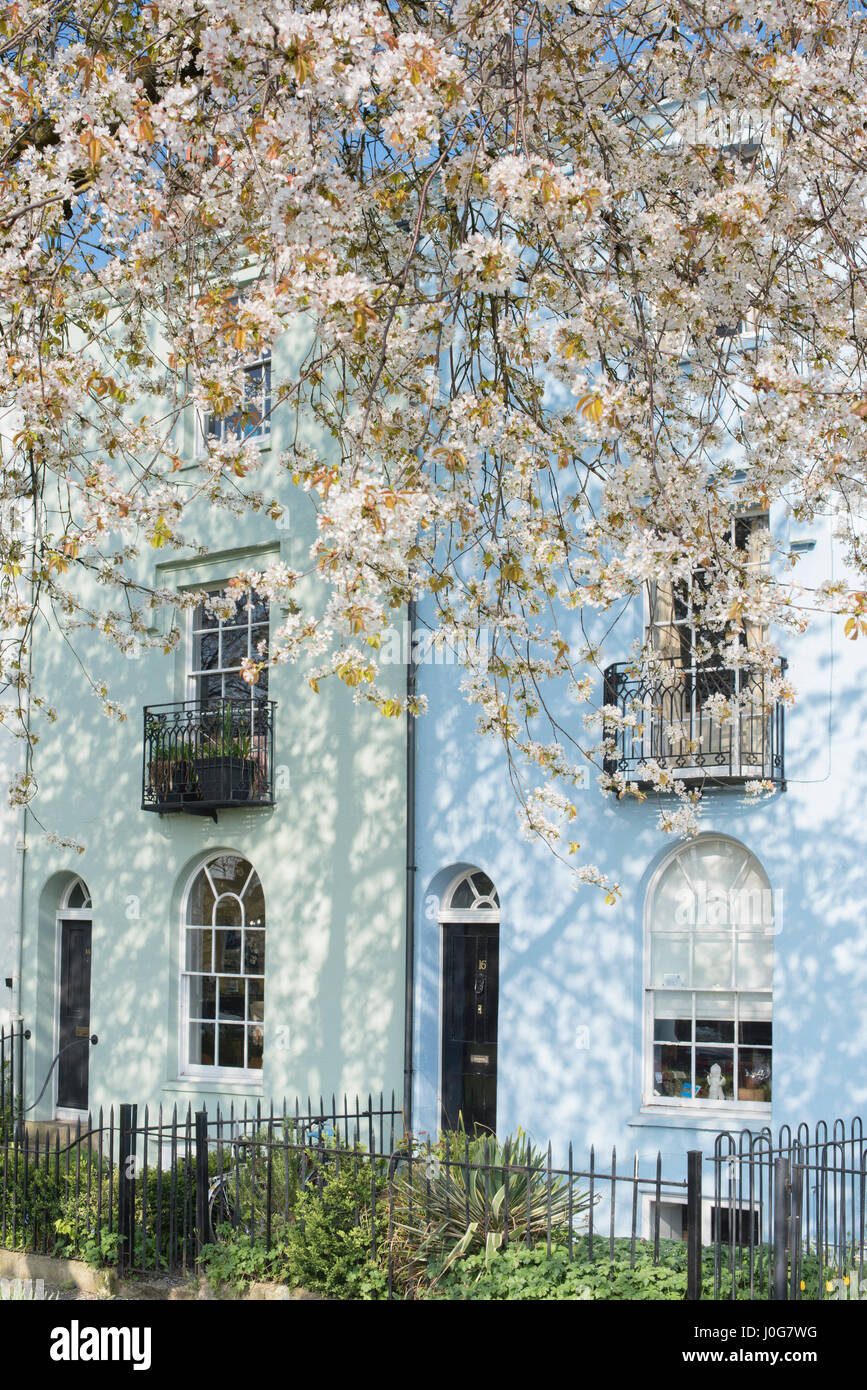 Flowering cherry trees in front of terraced houses in St Clements