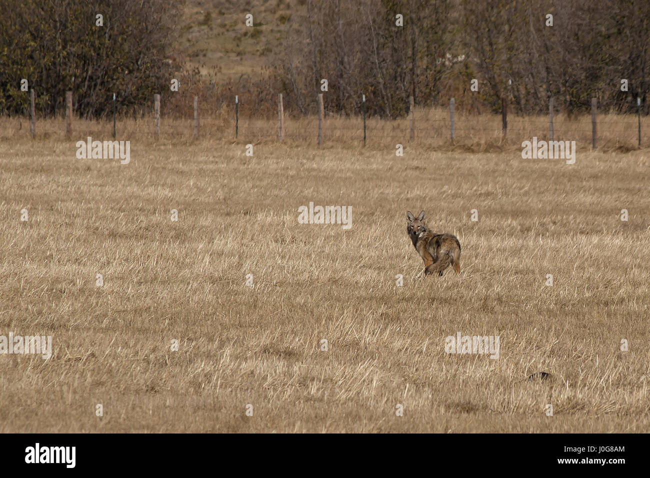 A coyote hunts in a dry, autumn field Stock Photo