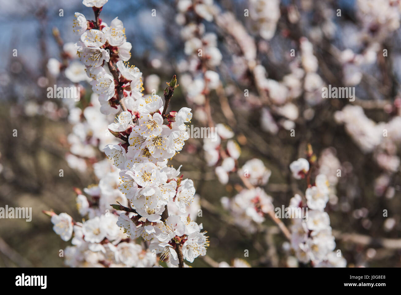 Branch of a flowering apricot. Spring time. Apricot tree flower ...