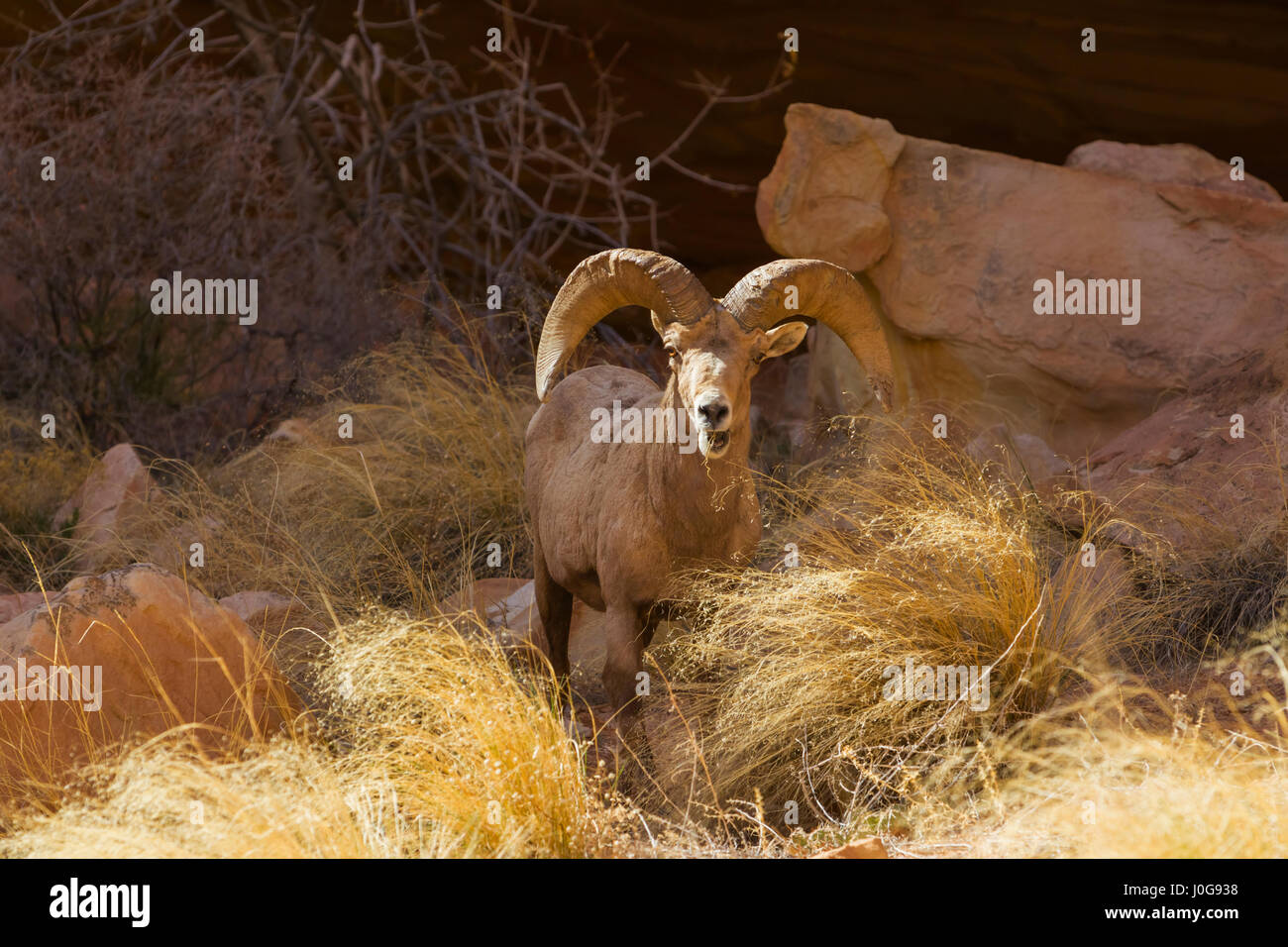 Bighorn Sheep (Ovis canadensis) ram, Capitol Reef National Park, Utah