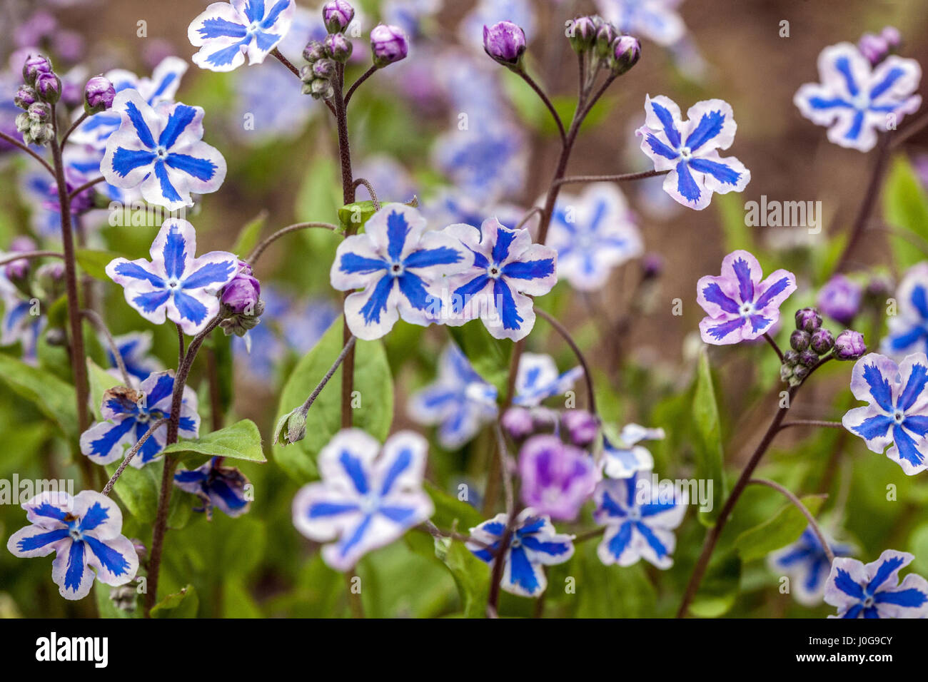 Omphalodes cappadocica 'Starry Eyes' know as Cappadocian navelwort in bloom Stock Photo
