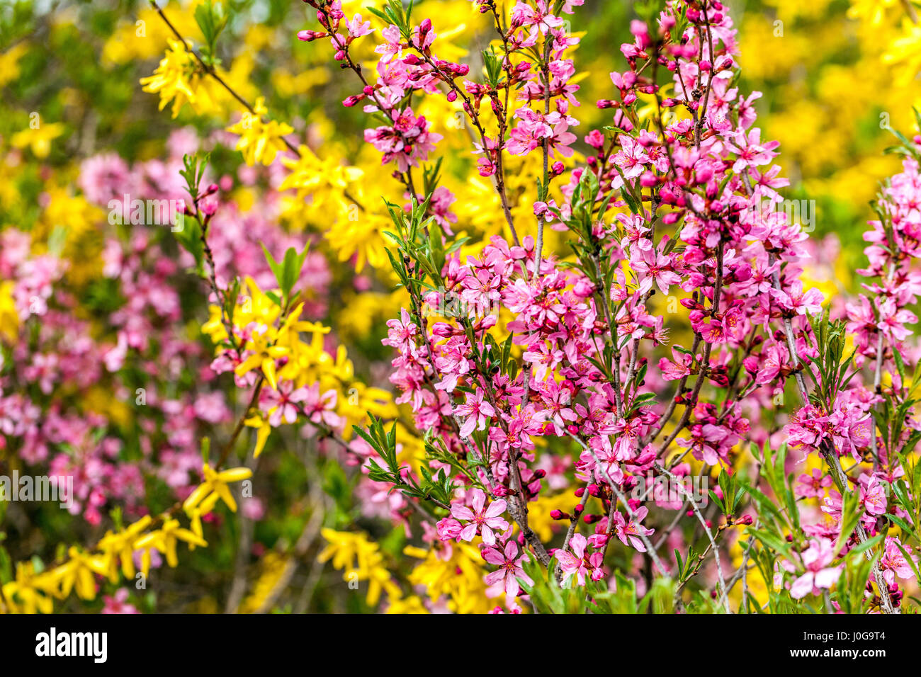 Prunus tenella Fire Hill Dwarf Russian almond Yellow Forsythia Pink Flowers April garden Flowering Shrubs Blossoms Spring Branches Blooming Shrub Stock Photo