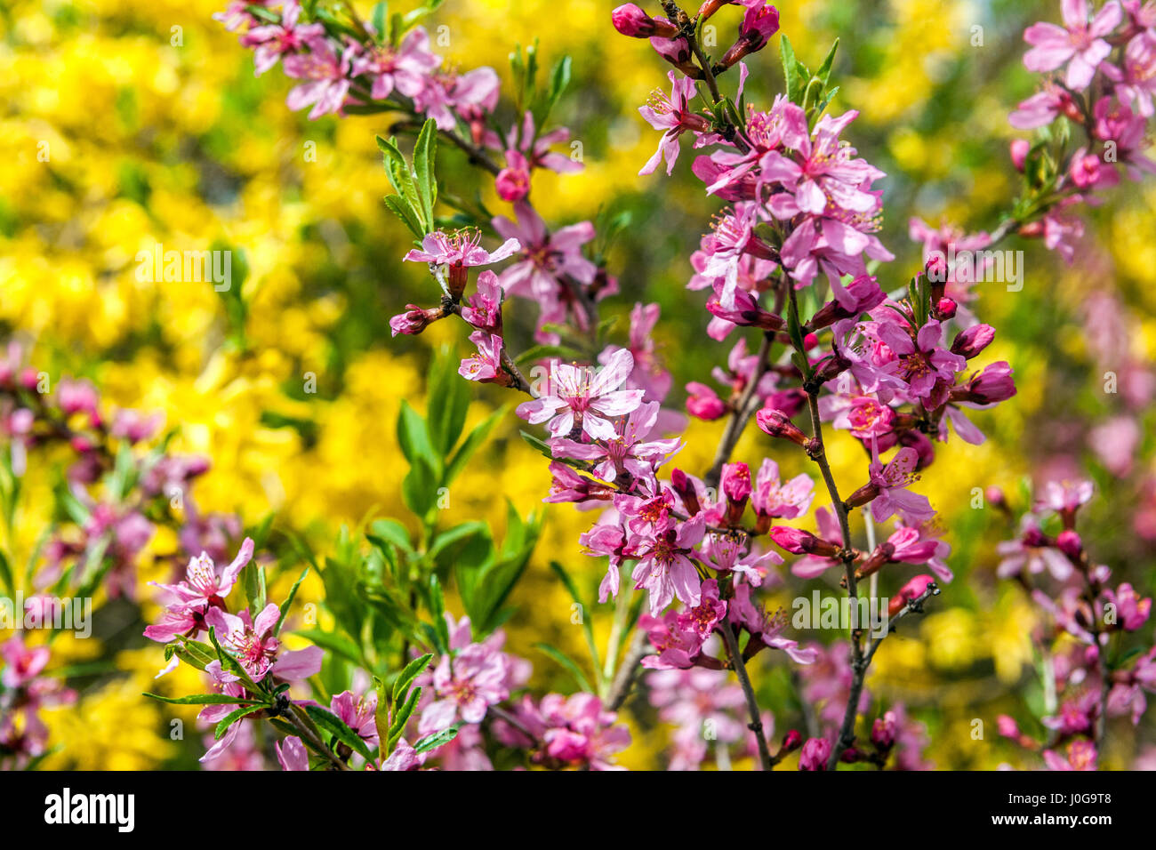 Prunus tenella Spring garden shrubs pink flowers Stock Photo Alamy