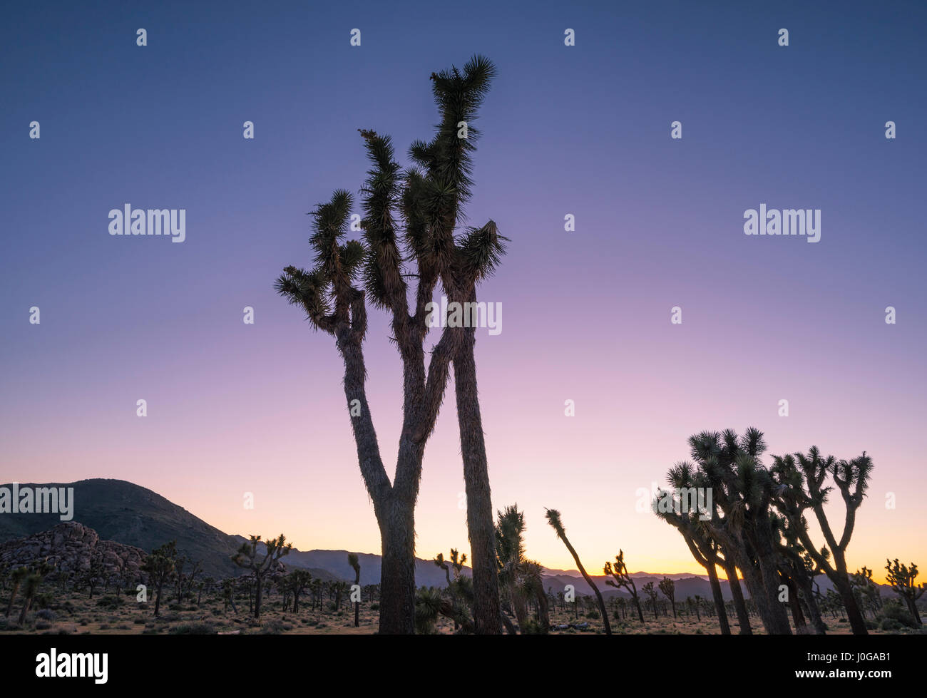 Desert landscape and Joshua Trees captured at sunset. Joshua Tree National Park, California, USA. Stock Photo