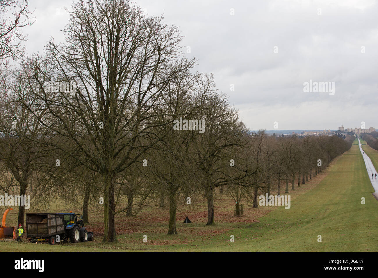 Windsor, UK. 9th January, 2017. Tree surgeons fell one of the horse chestnut trees flanking the famous Long Walk in Windsor Great Park. Stock Photo
