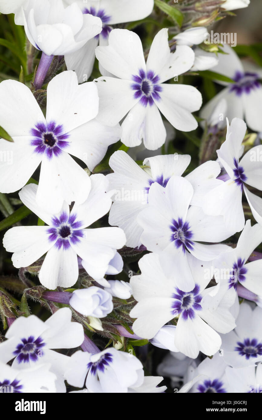 Blue eyes contrast with the white petals of the mat forming hardy perennial, Phlox subulata 'Bavaria' Stock Photo