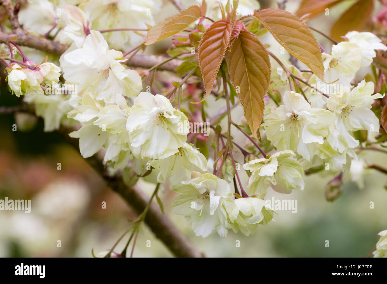 Green tinged white flowers of the ornamental cherry, Prunus 'Gyoiku', contrast with bronzed young foliage Stock Photo