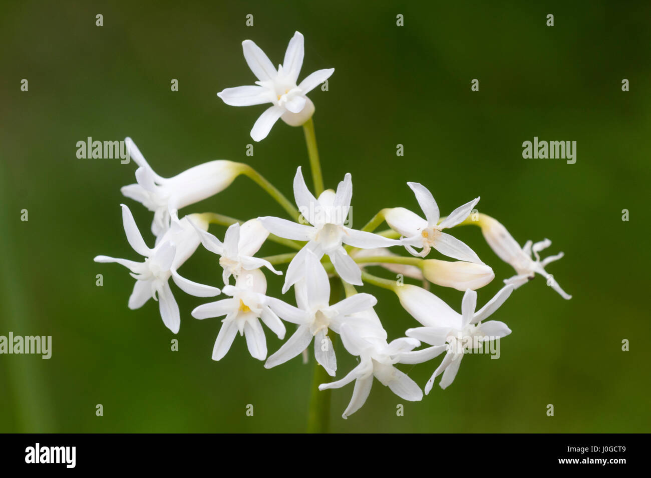 White flowers in the head of the half-hardy South African bulb, Tulbaghia simmleri 'Snow Queen' Stock Photo
