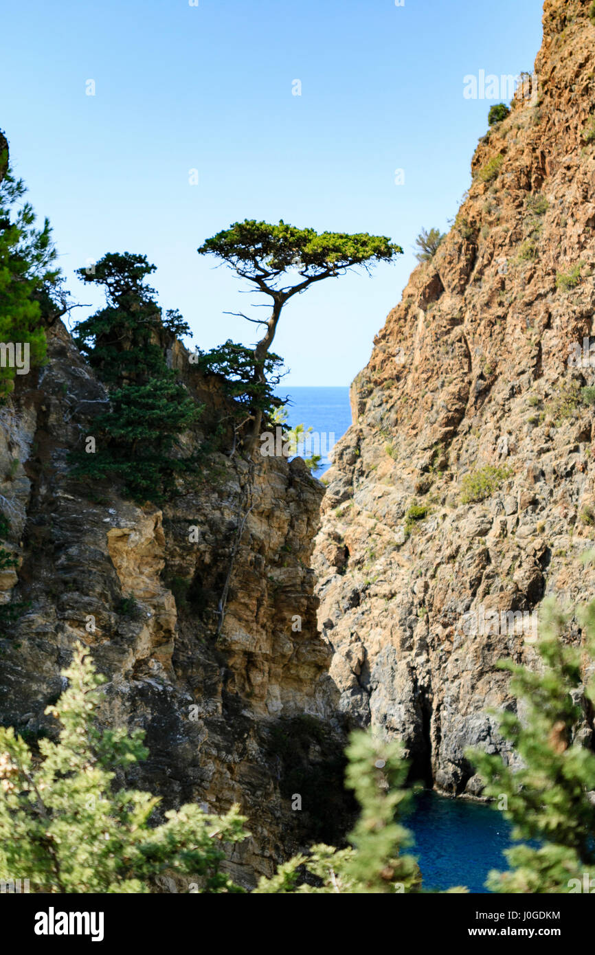Tree growing from rock hi-res stock photography and images - Alamy