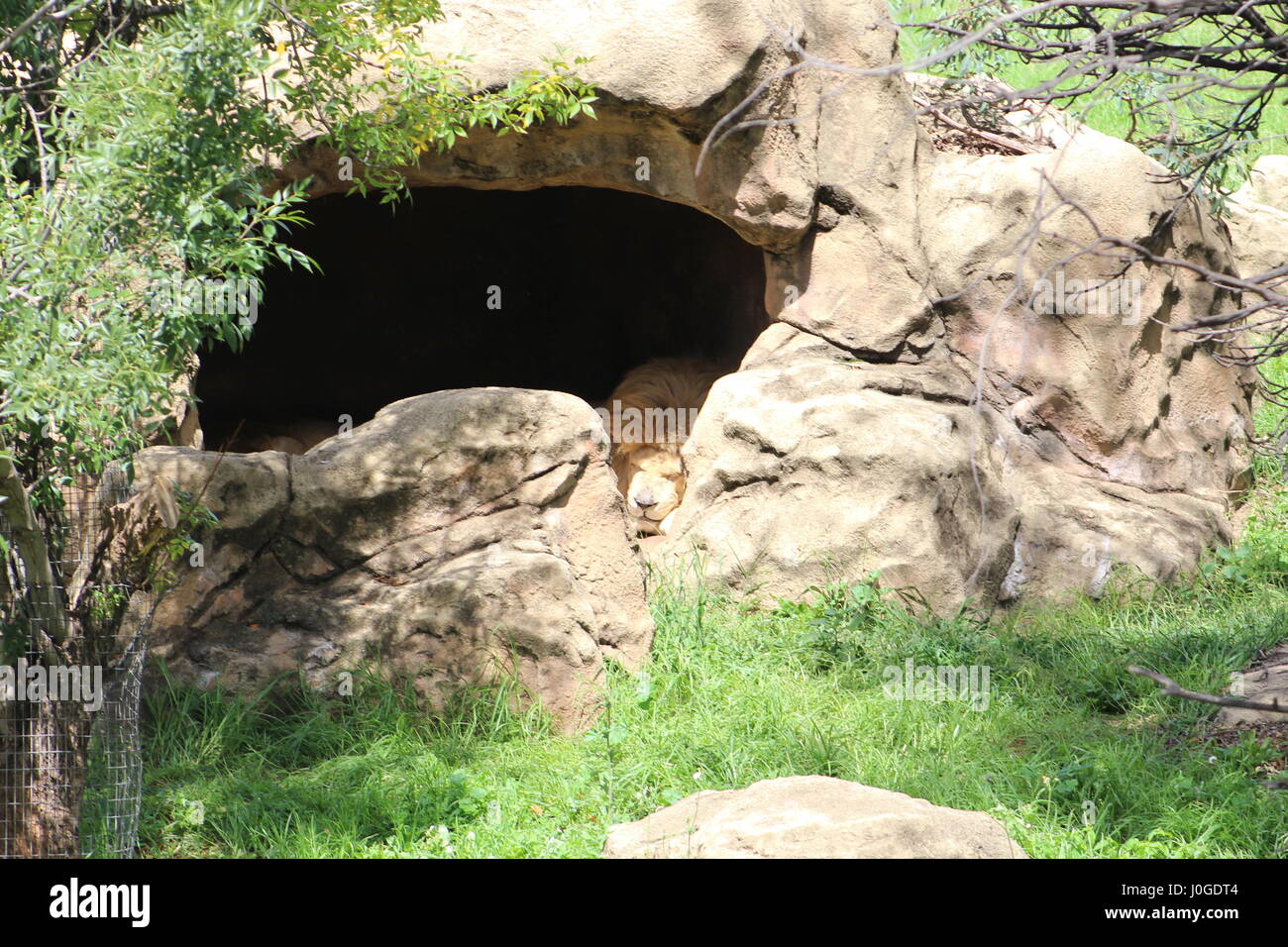 Lion in cave hires stock photography and images Alamy