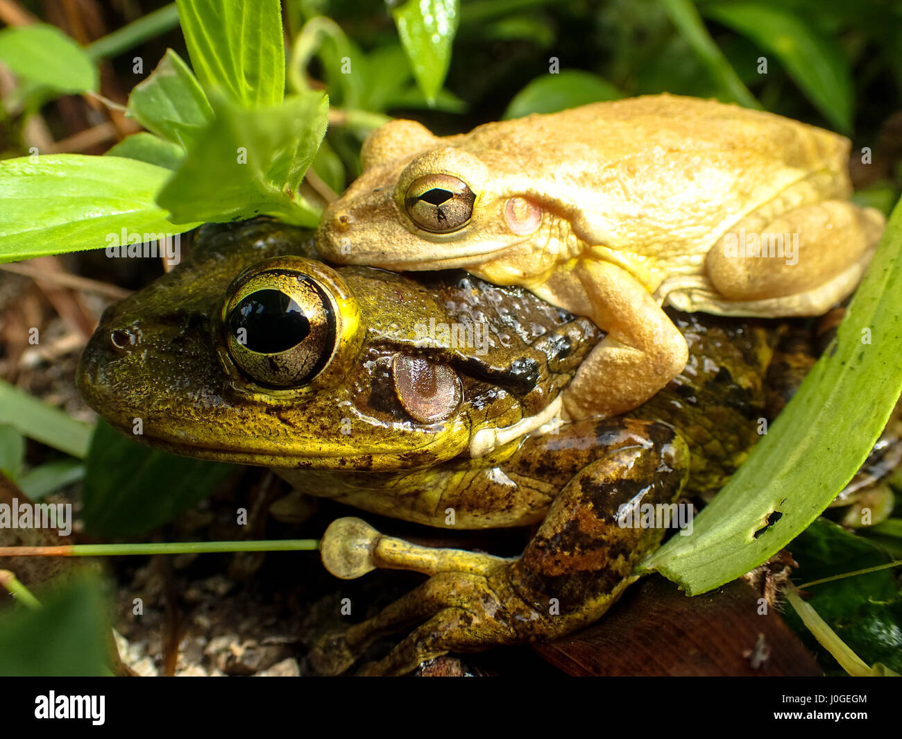 Tree Frog Piggyback Stock Photo - Alamy