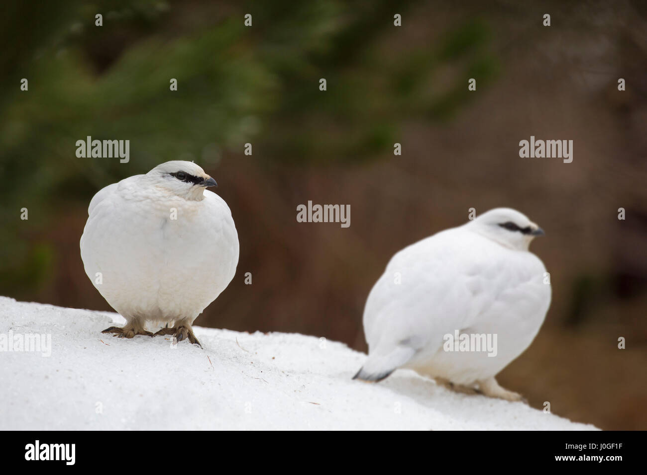 Two rock ptarmigans (Lagopus muta / Lagopus mutus) in winter plumage Stock Photo