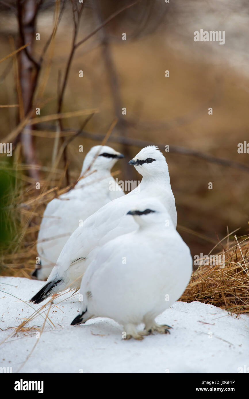 Three rock ptarmigans (Lagopus muta / Lagopus mutus) in winter plumage Stock Photo