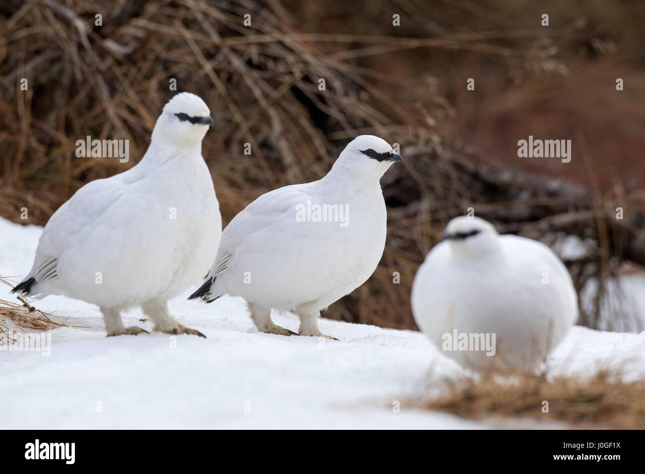 Three rock ptarmigans (Lagopus muta / Lagopus mutus) in winter plumage Stock Photo