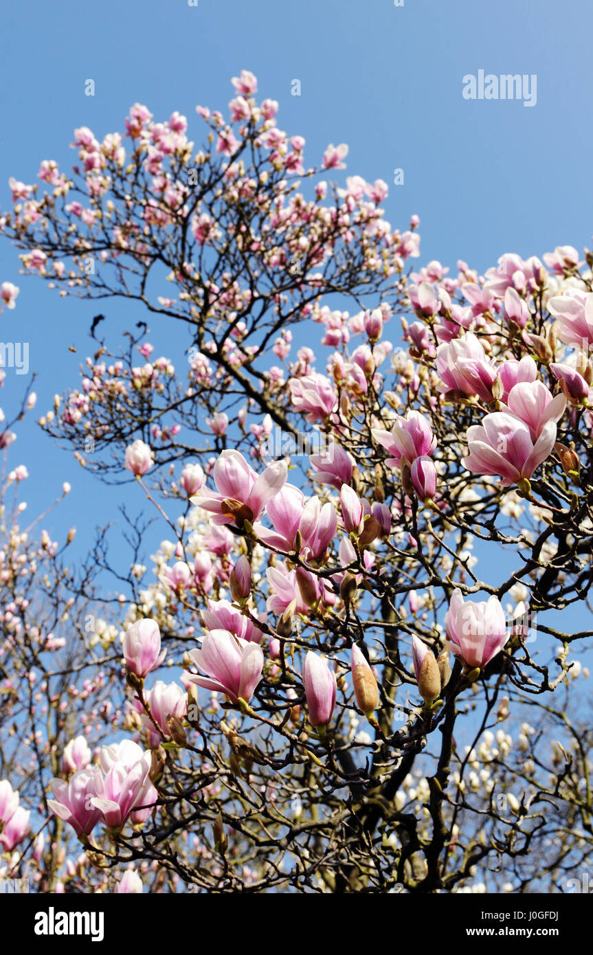 pink white magnolia tree blossom in springtime Stock Photo - Alamy
