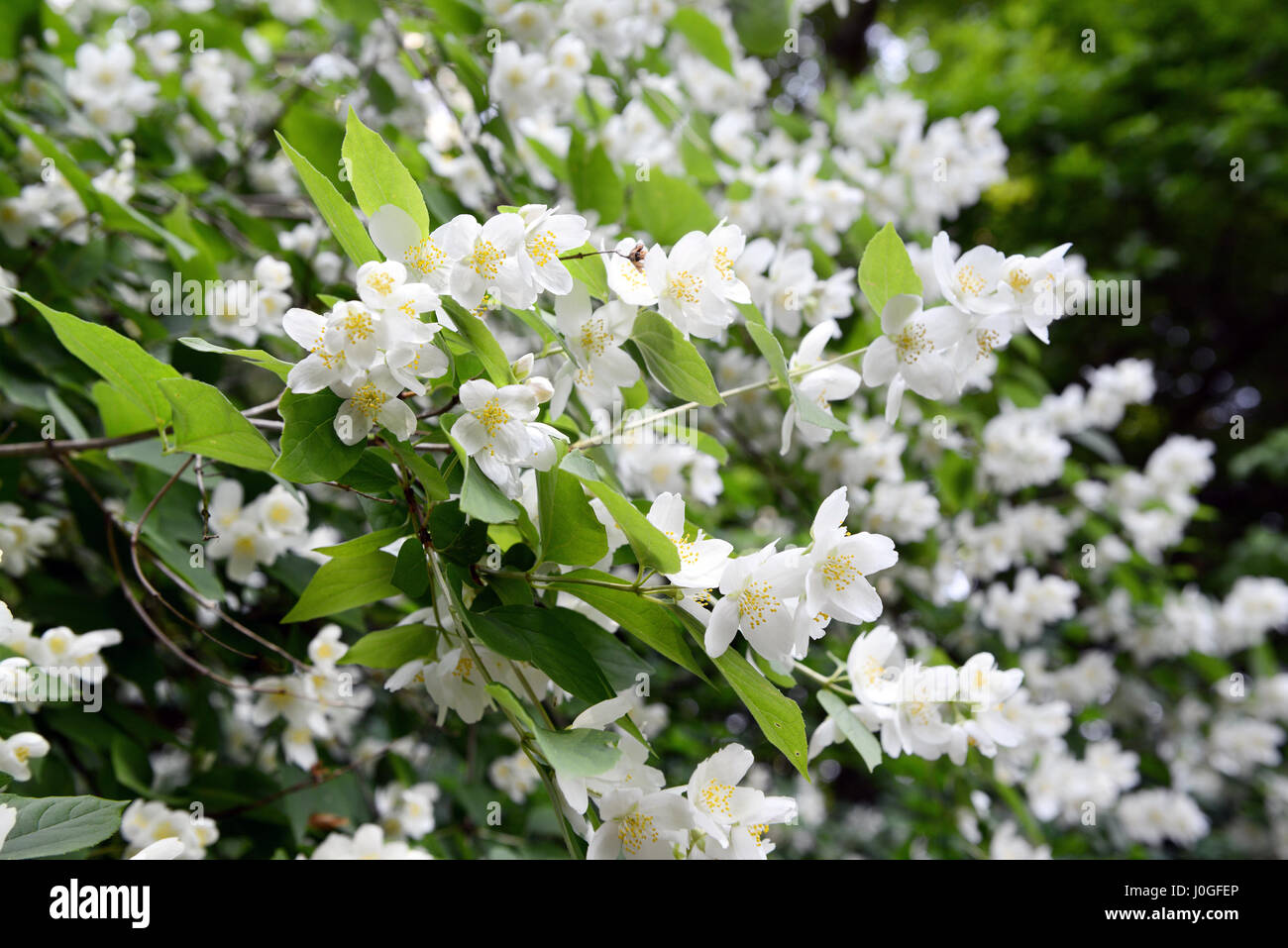 English Dogwood Plant