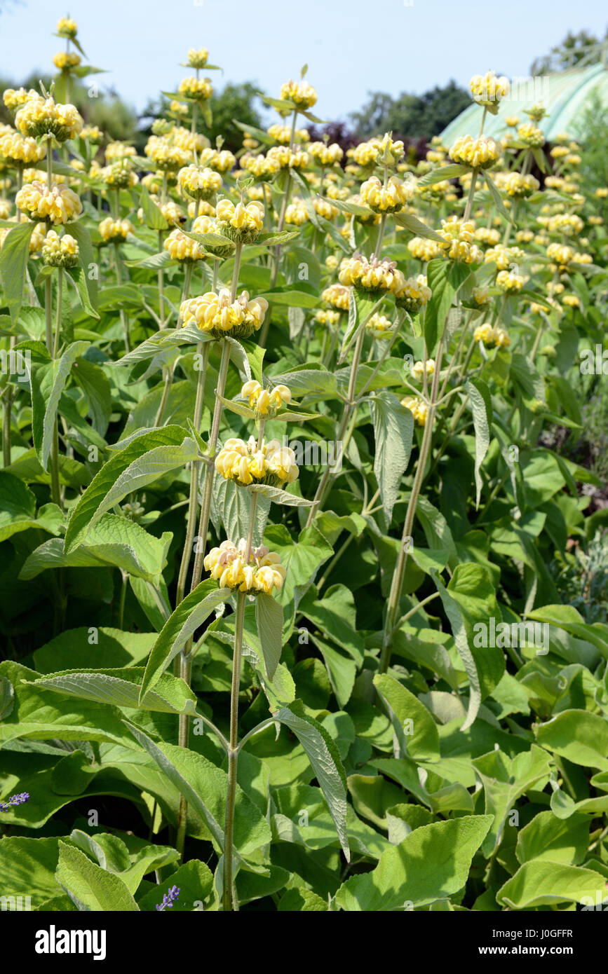 yellow Lampwick Plant (Phlomis russeliana). Flowerbed. Stock Photo