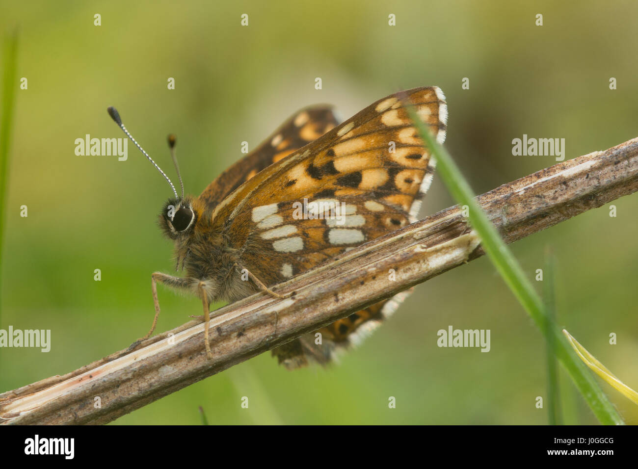 Close-up of Duke of Burgundy butterfly (Hamearis lucina) Stock Photo