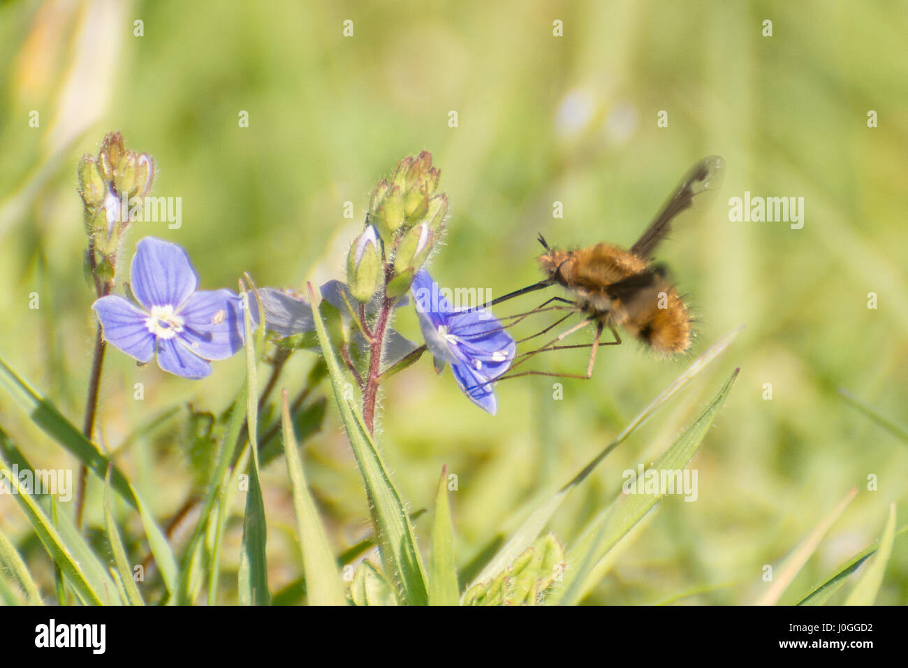 Bee-fly (Bombylius major) nectaring on speedwell flower, UK Stock Photo