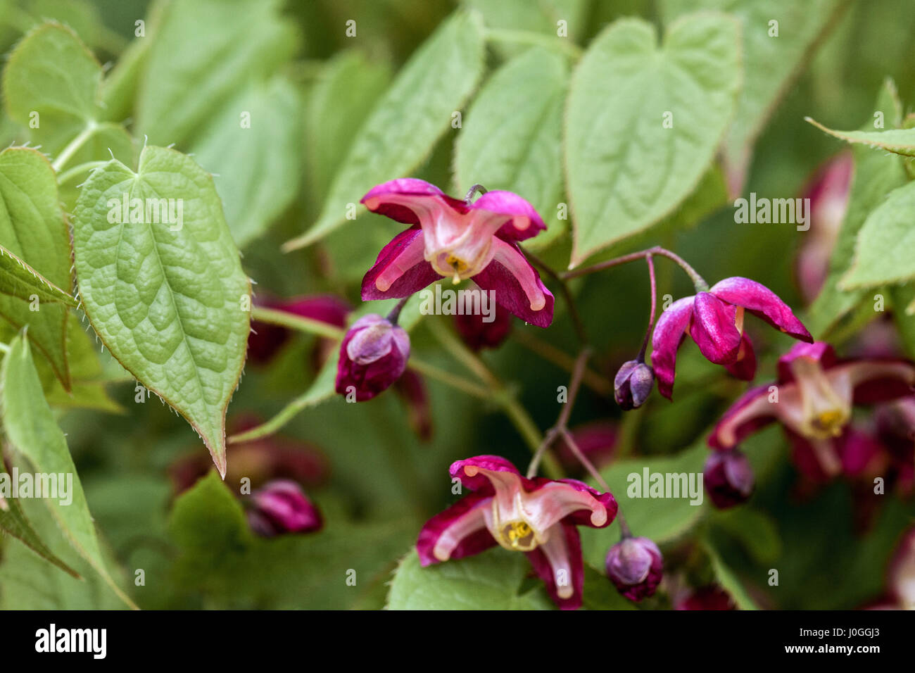 Flowering Epimedium rubrum, known as red barrenwort Stock Photo