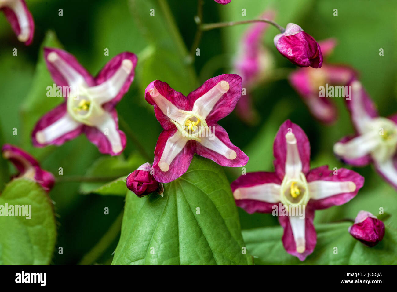 Epimedium rubrum flower Barrenwort spring flowers Stock Photo