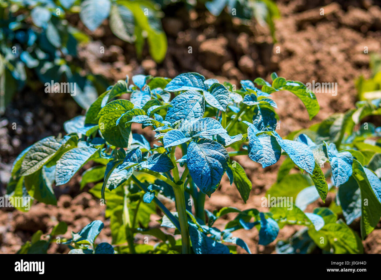 Copper sulfate hires stock photography and images Alamy