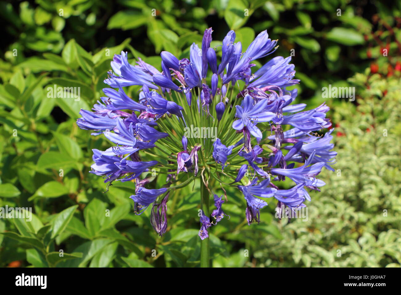 Agapanthus flower in a garden Stock Photo