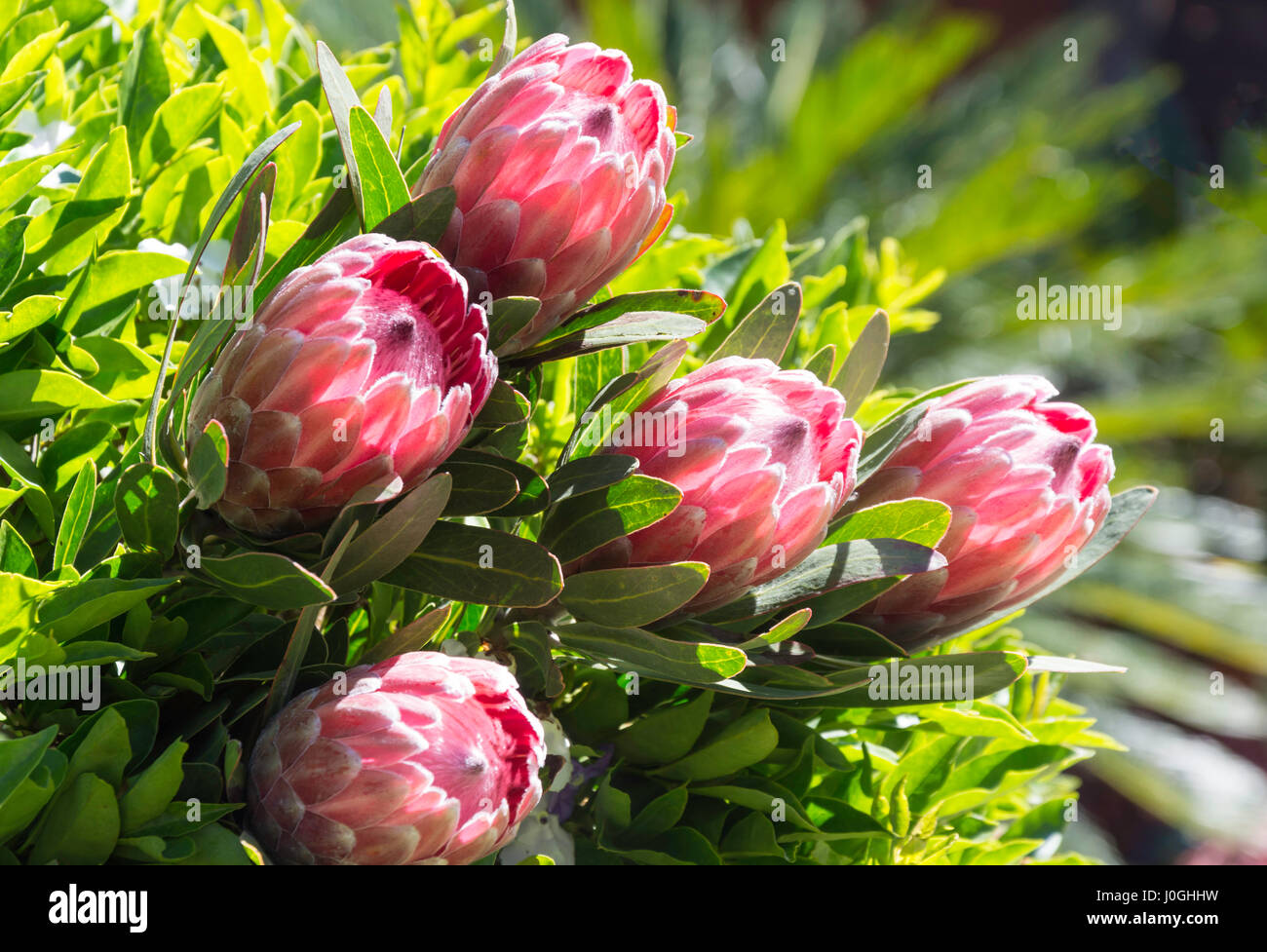 Native Protea flowers (Sugarbush) in garden, Springs, East Rand, Gauteng Province, Republic of South Africa Stock Photo