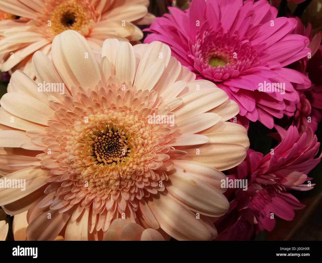 fresh gerberas flower Stock Photo